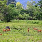 Vườn Quốc gia Cát Bà