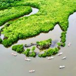 Rừng ngập mặn Phù Long