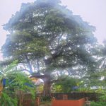 Đình miếu Nghĩa Lộ
